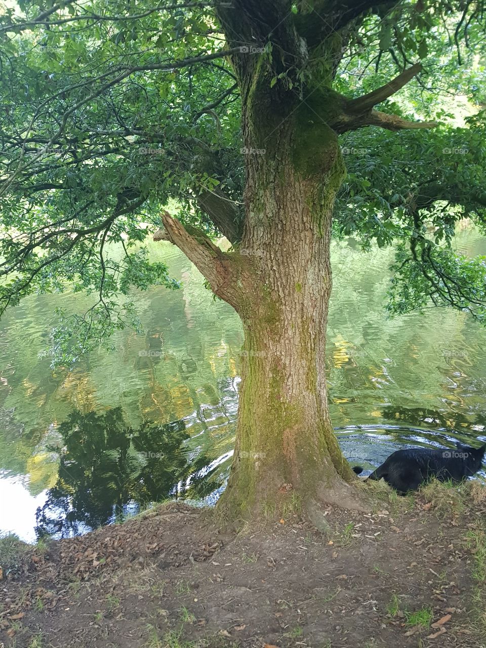 Beautiful sunny evening at Lliw Reservoir. I love this gorgeous tree
