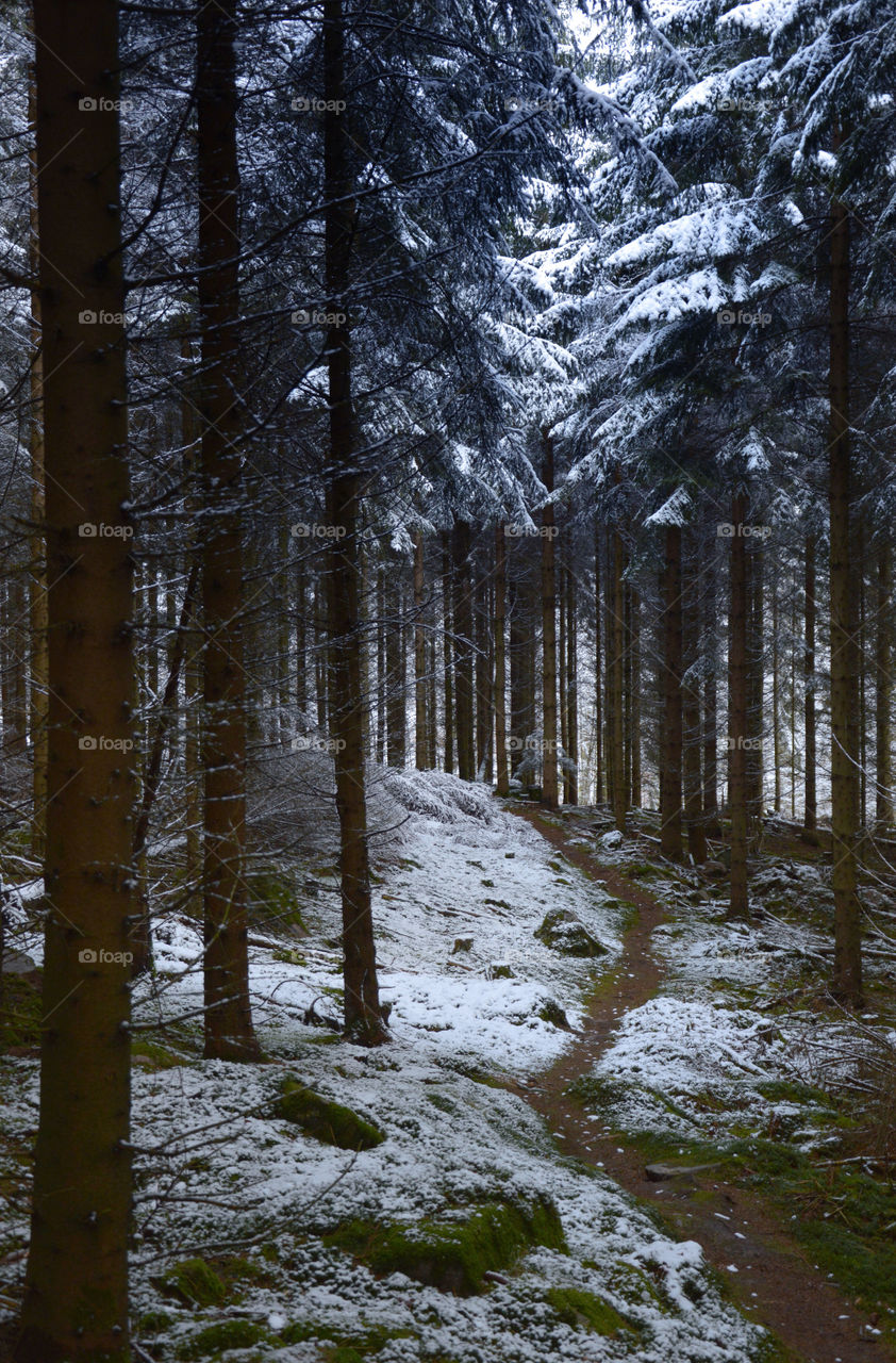 Scenic view of forest during winter