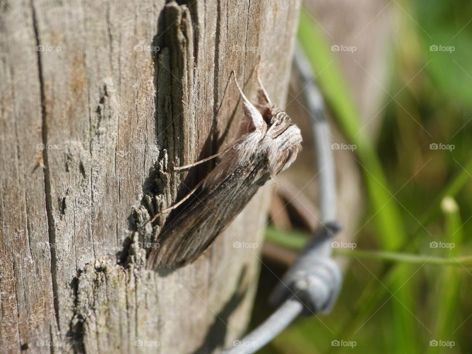A moth on a fence