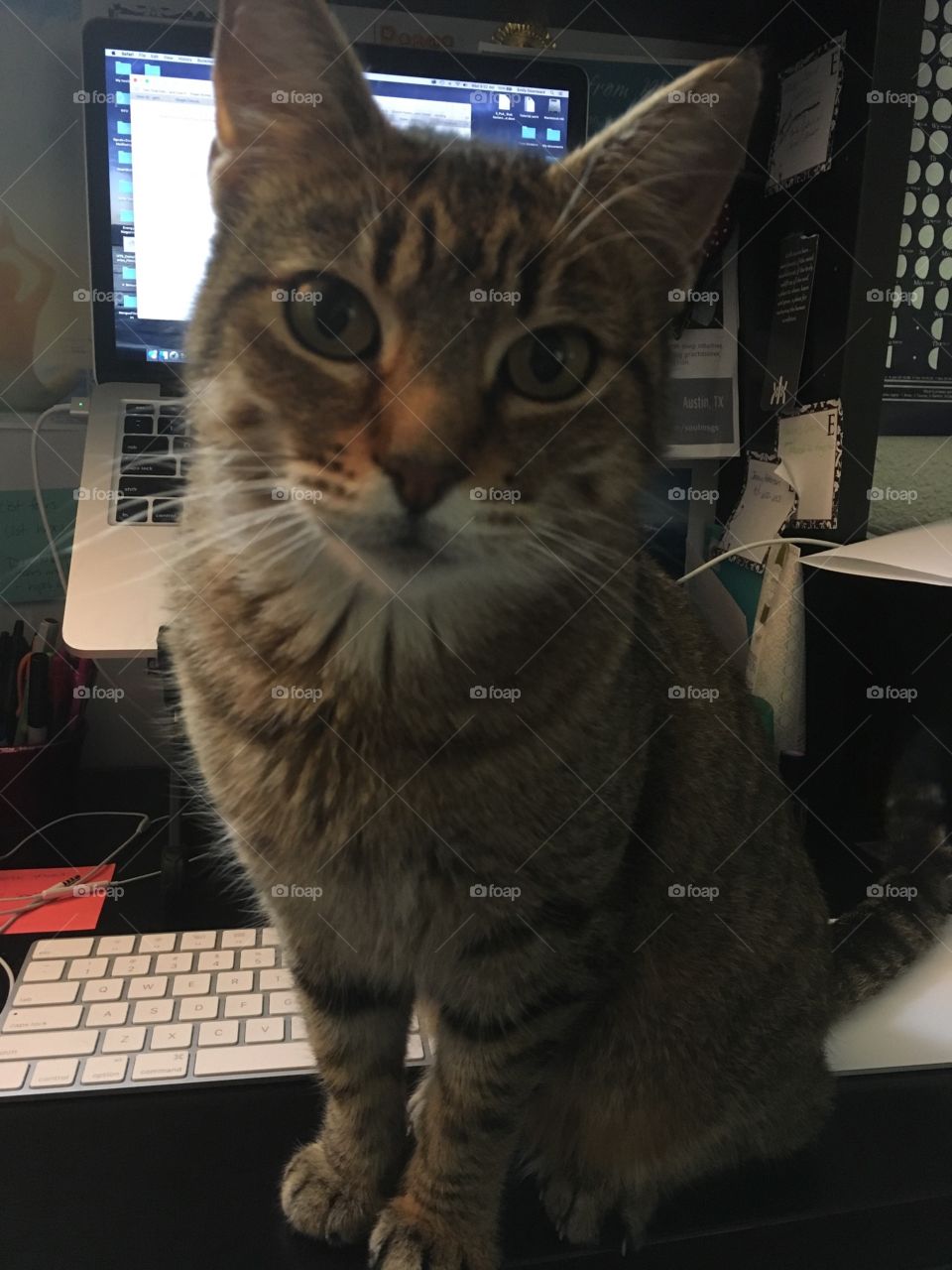 Cat doesn't want human to work
