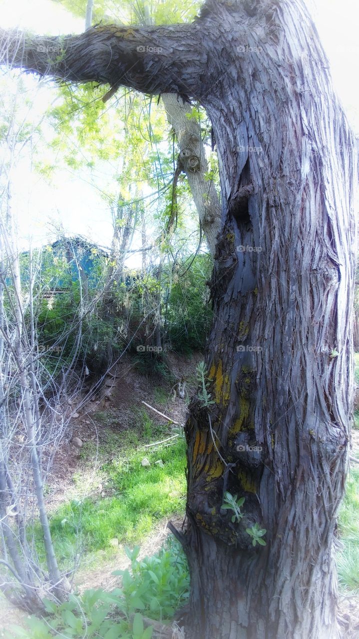 Mystical scene of a wooded Glen.