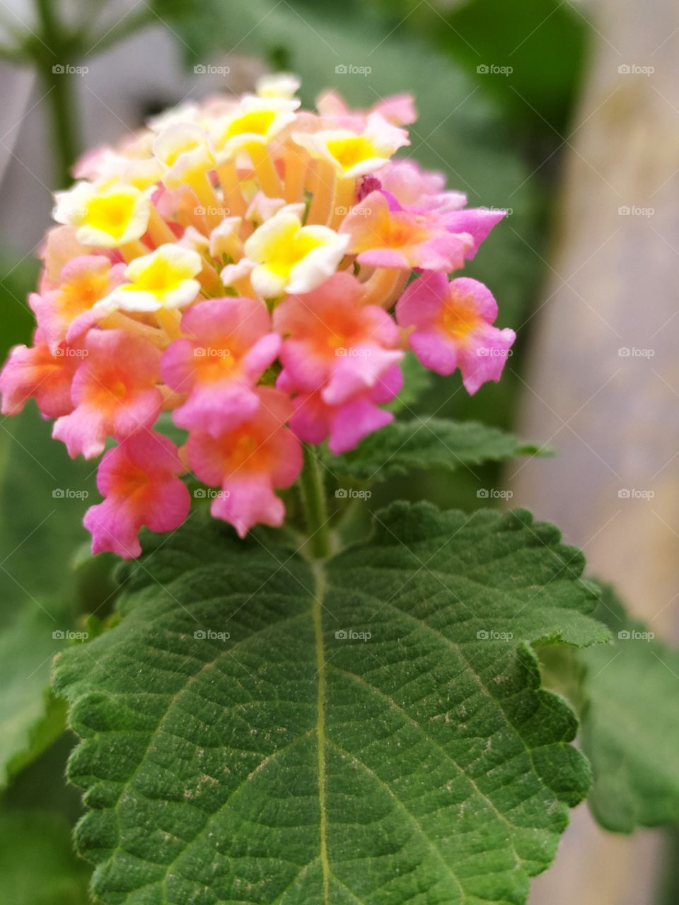 a colorful flower so many small flower in a single one ππ best for nature related purpose can be used easily at any place wherever required