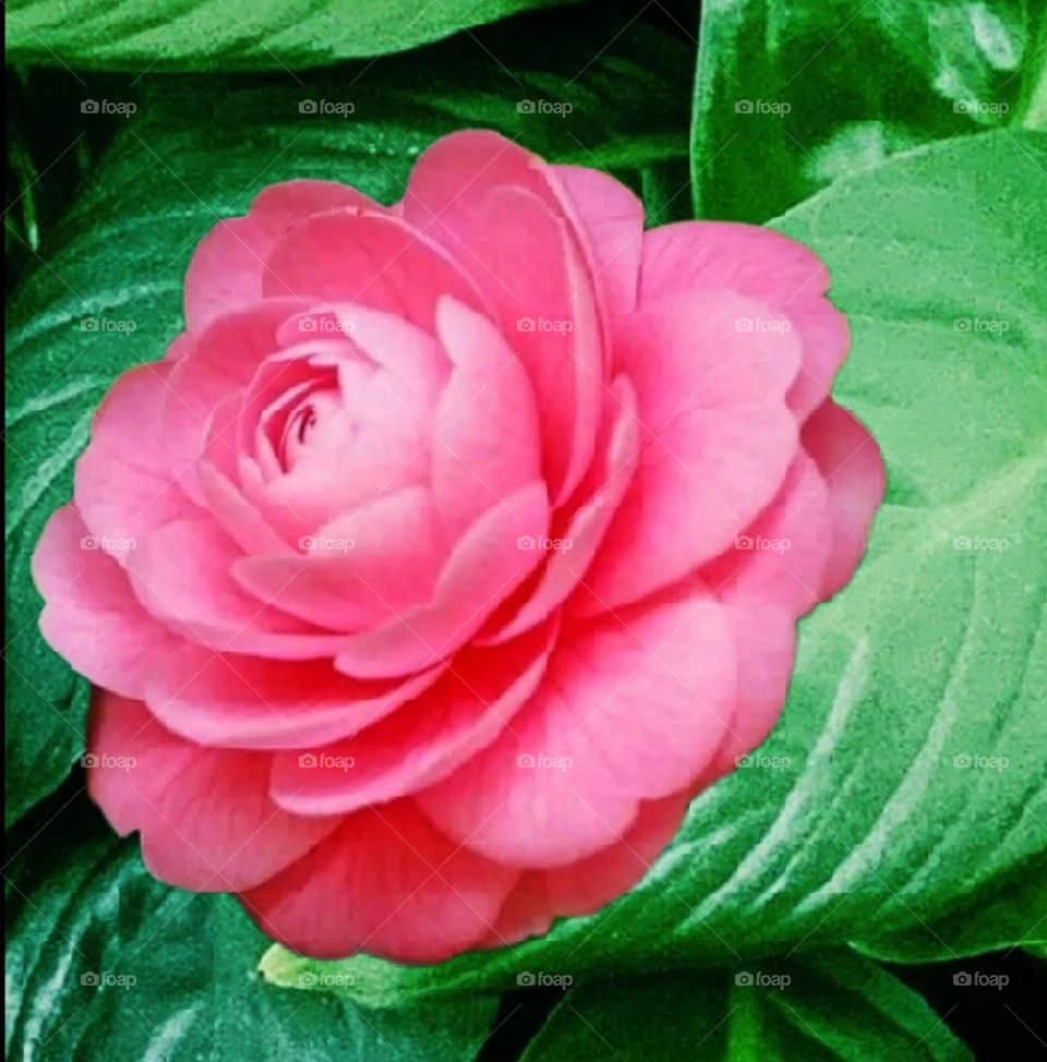 most beautiful and attractive red flowers in the garden.