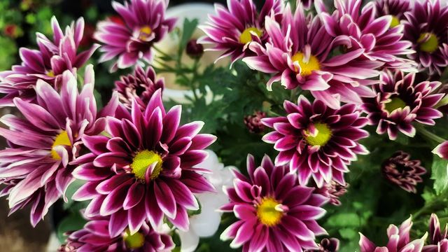 Pink daisy,Pink,daisy,floral,flower,Green,leaf,plant,garden,gardening,botany,colorful,blossom,blooming,nature,landscape,summer,spring