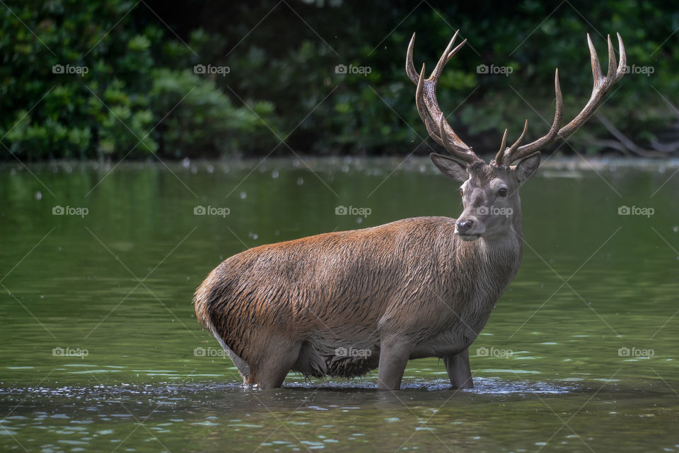 Elk in river