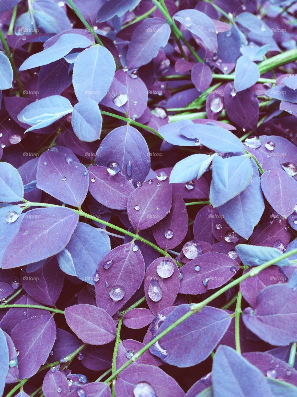 Perverted colors . Wet plants in the garden 