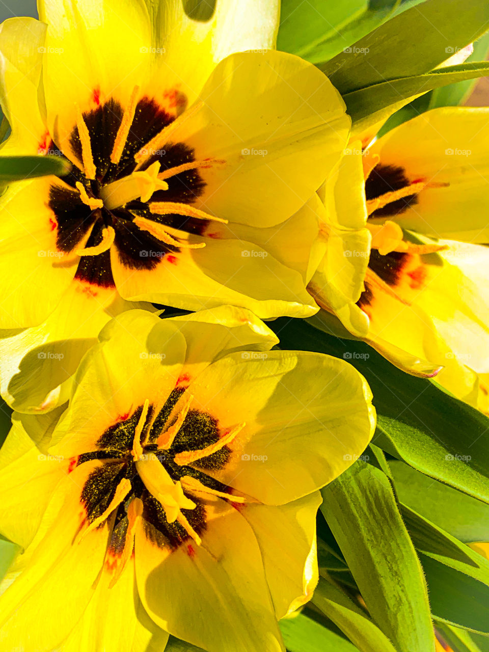 Beautiful yellow tulips stretch their faces to the springtime sun. Flowers are one of nature's joys!