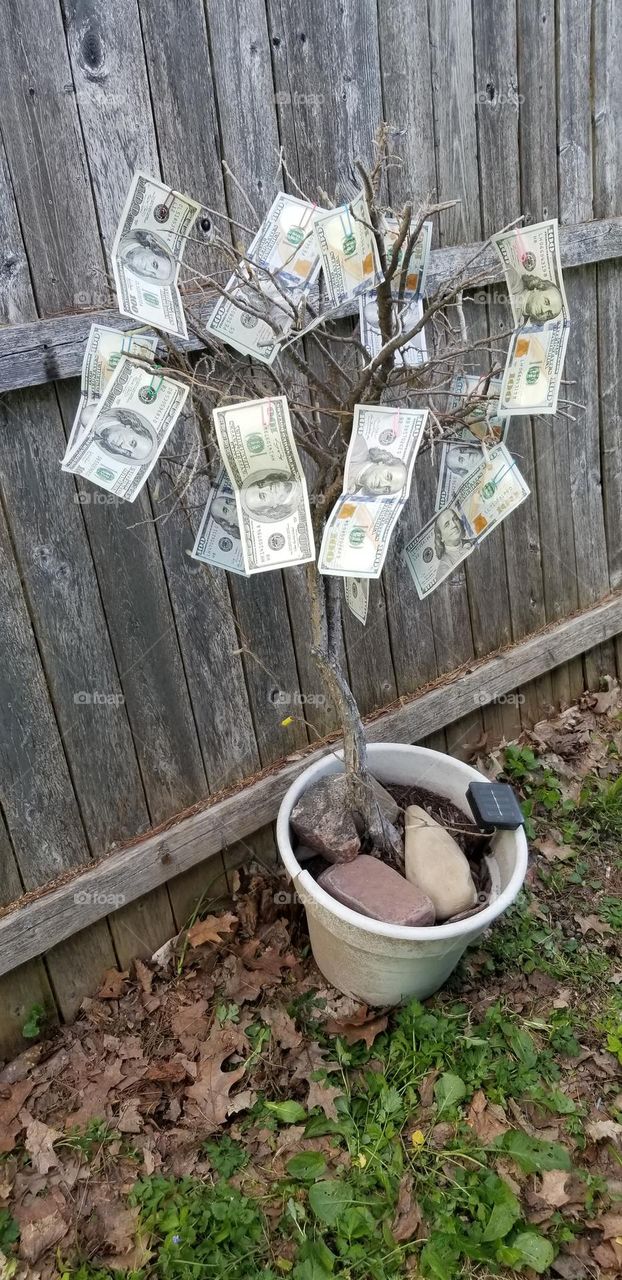 Urban Money Tree