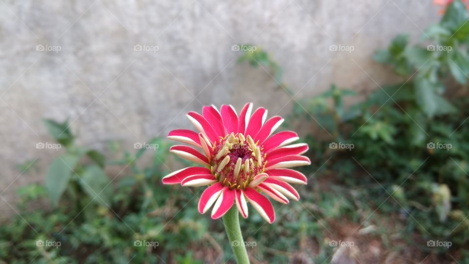 flower with full of colours