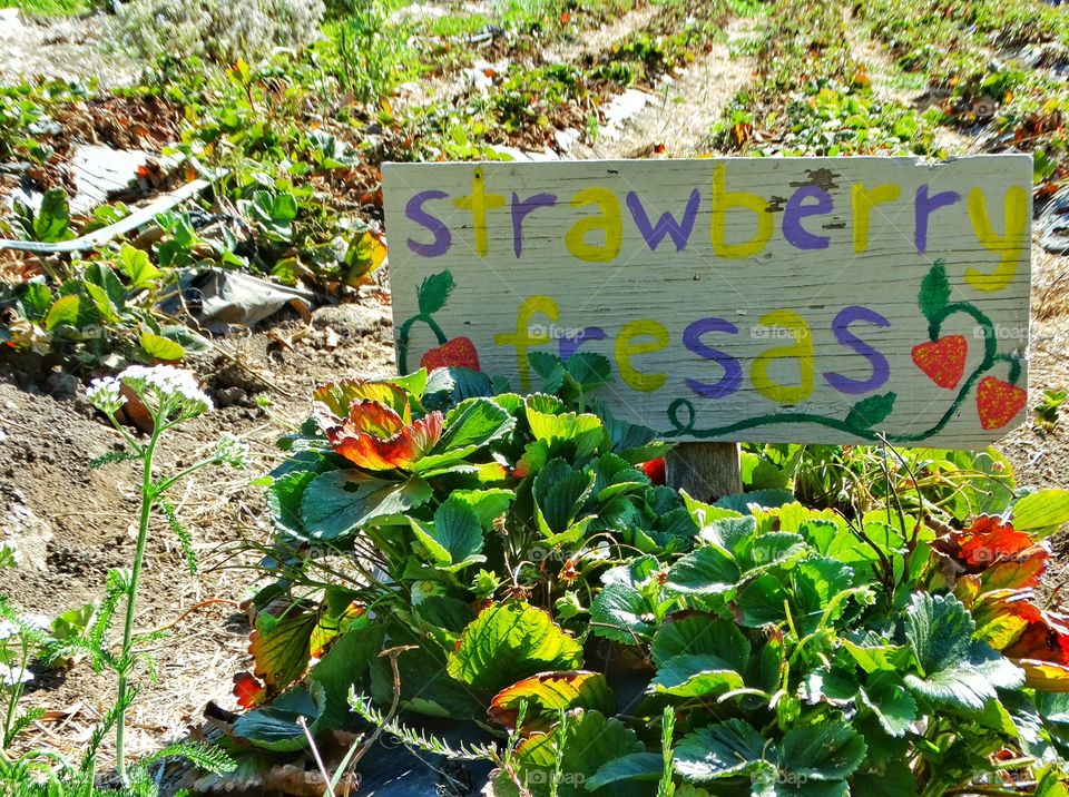 Strawberries On A Farm. Organic Strawberries Growing In Rows On A California Farm