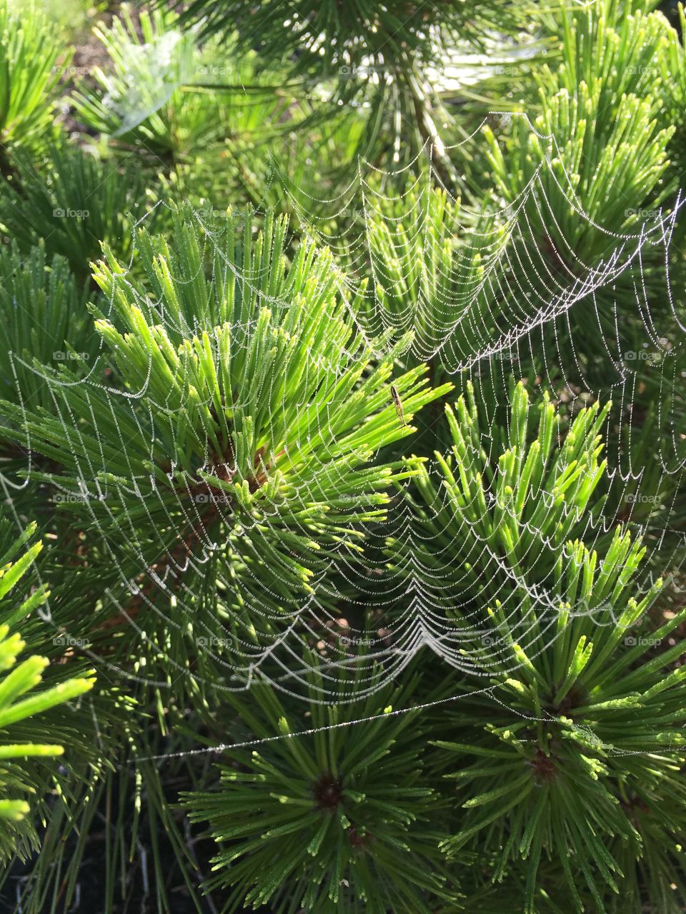 Nature, Leaf, Flora, Tree, No Person