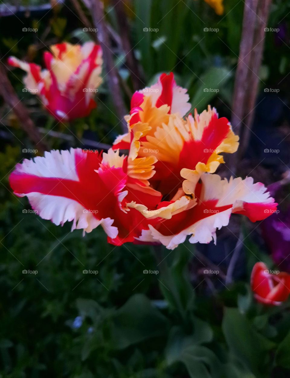 multicolor parrot tulip in the evening