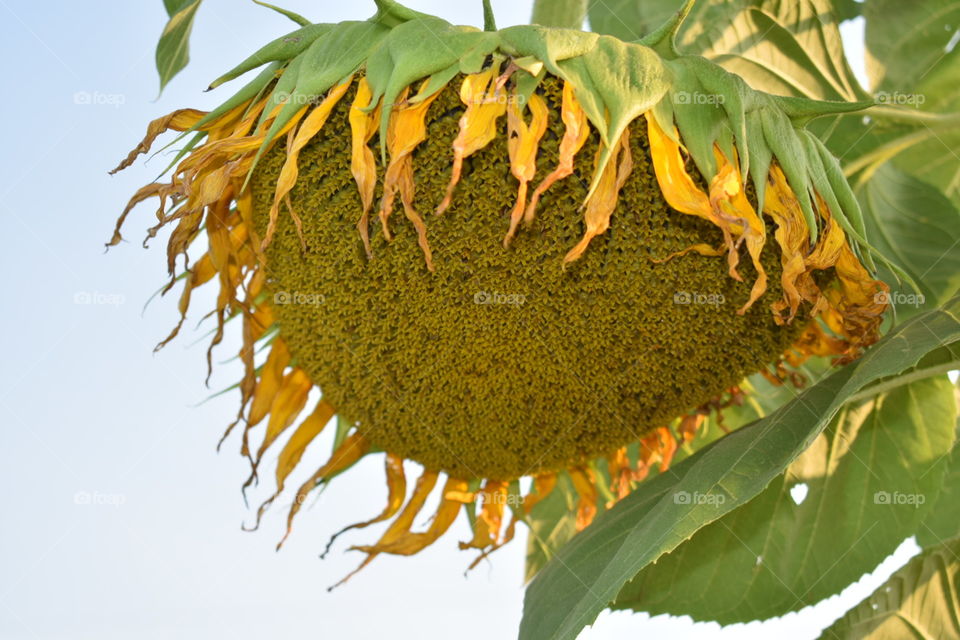 Giant sunflower head with wilting petals, seeds ripening. Close up. 