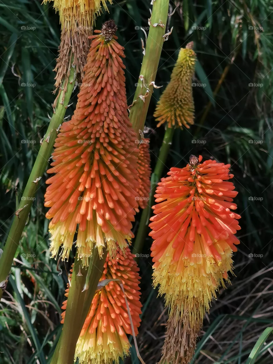 Flower???