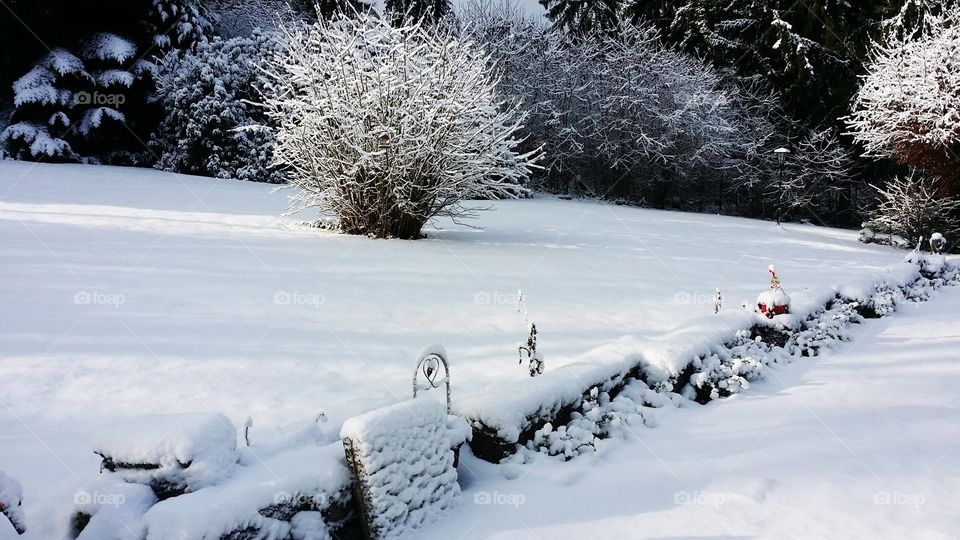 winter white landscape