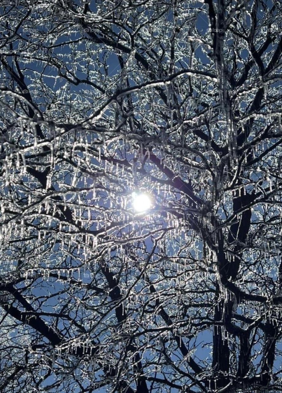 Sunshine peeking through ice covered branches