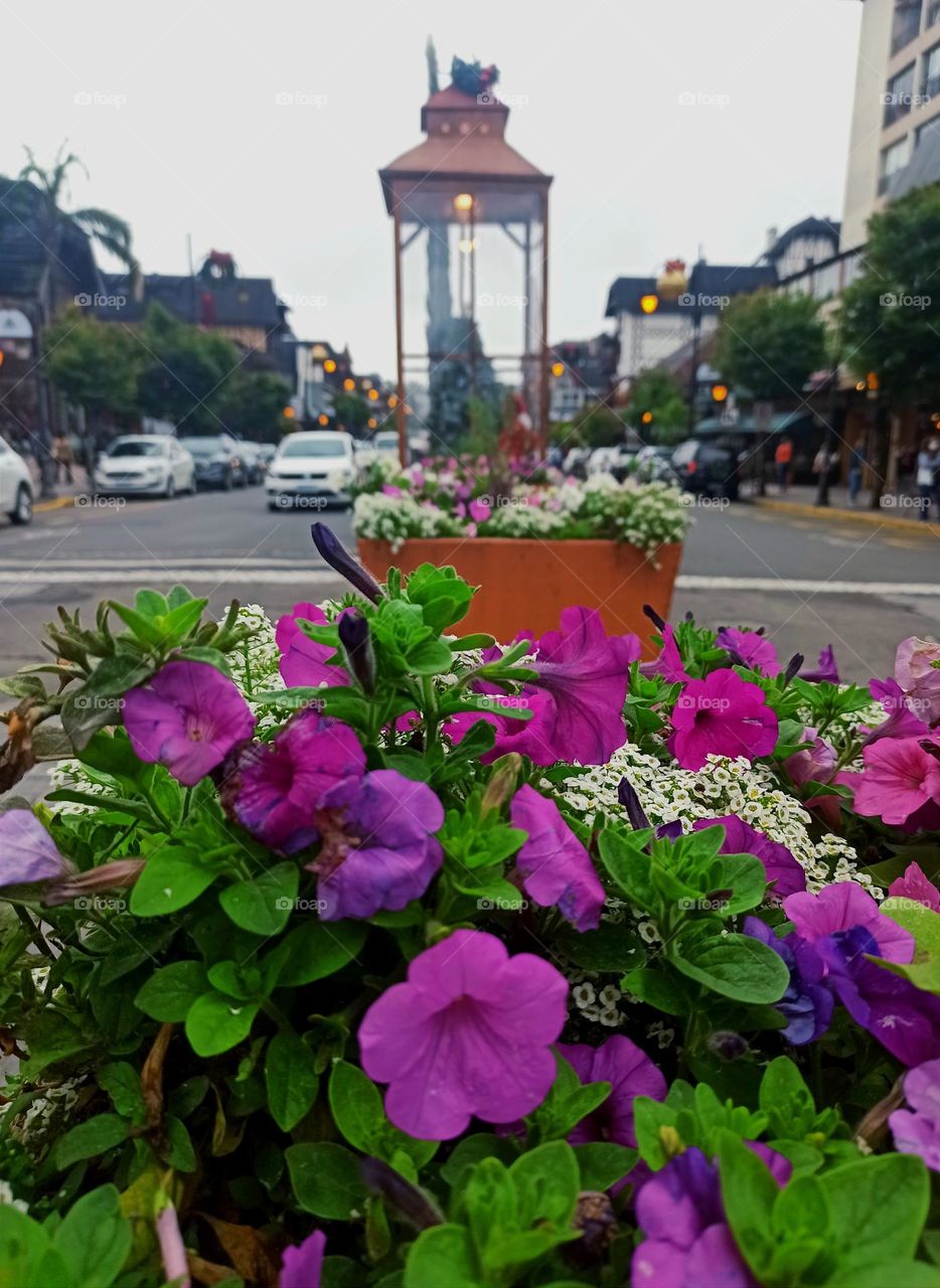 beautiful purple flowers that decorate the streets of the city