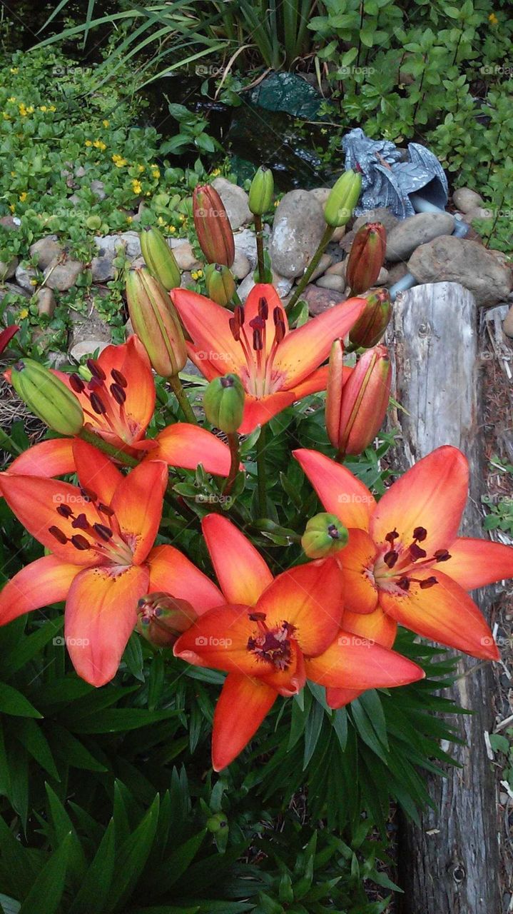 Colorful Lilies