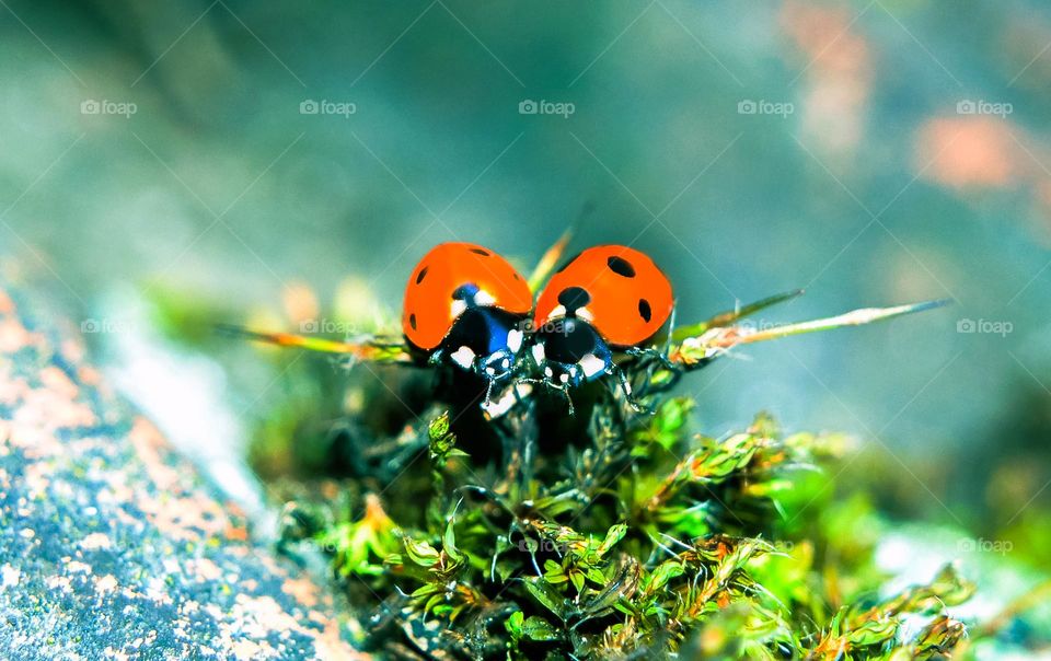 Ladybugs