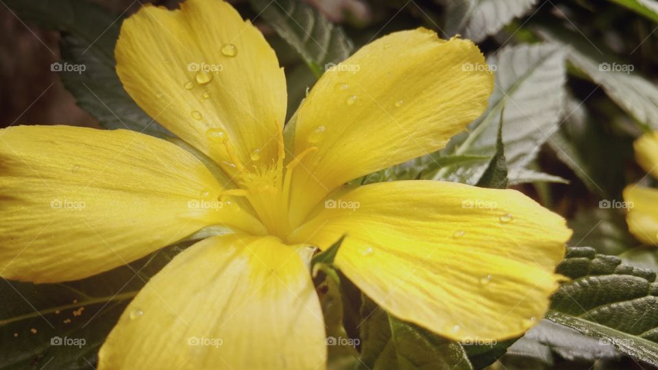 yellow flower on macro