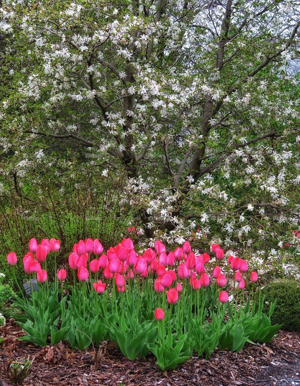  Montreal Botanical Gardens 