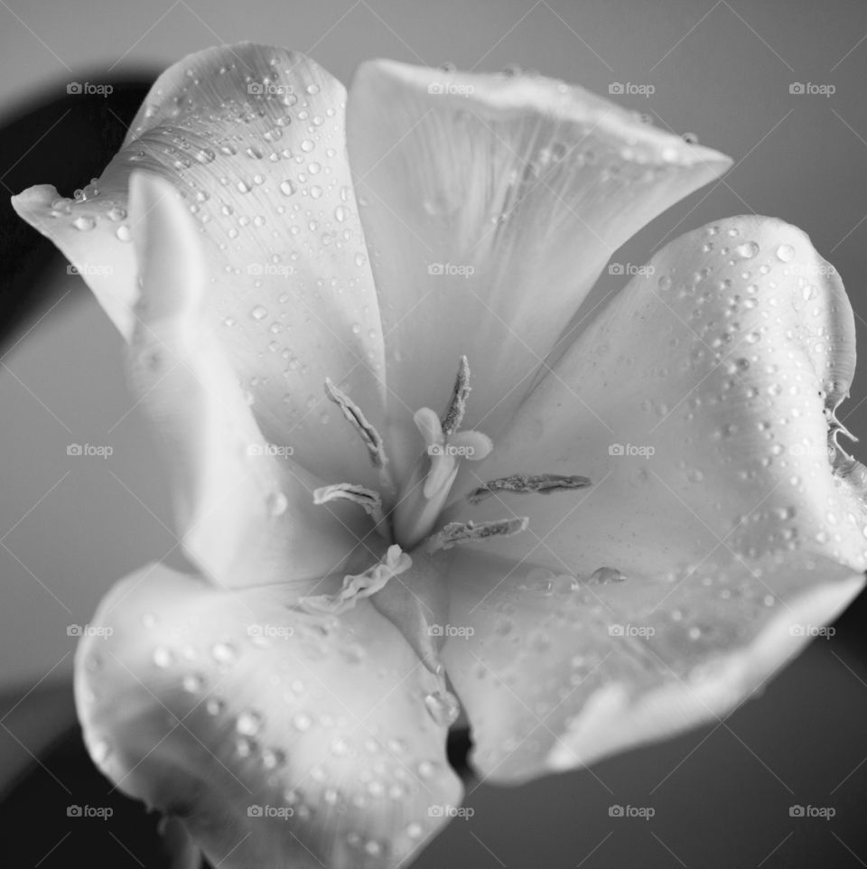 Close-up of flower