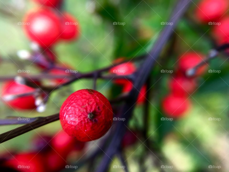 Red berries closeup.