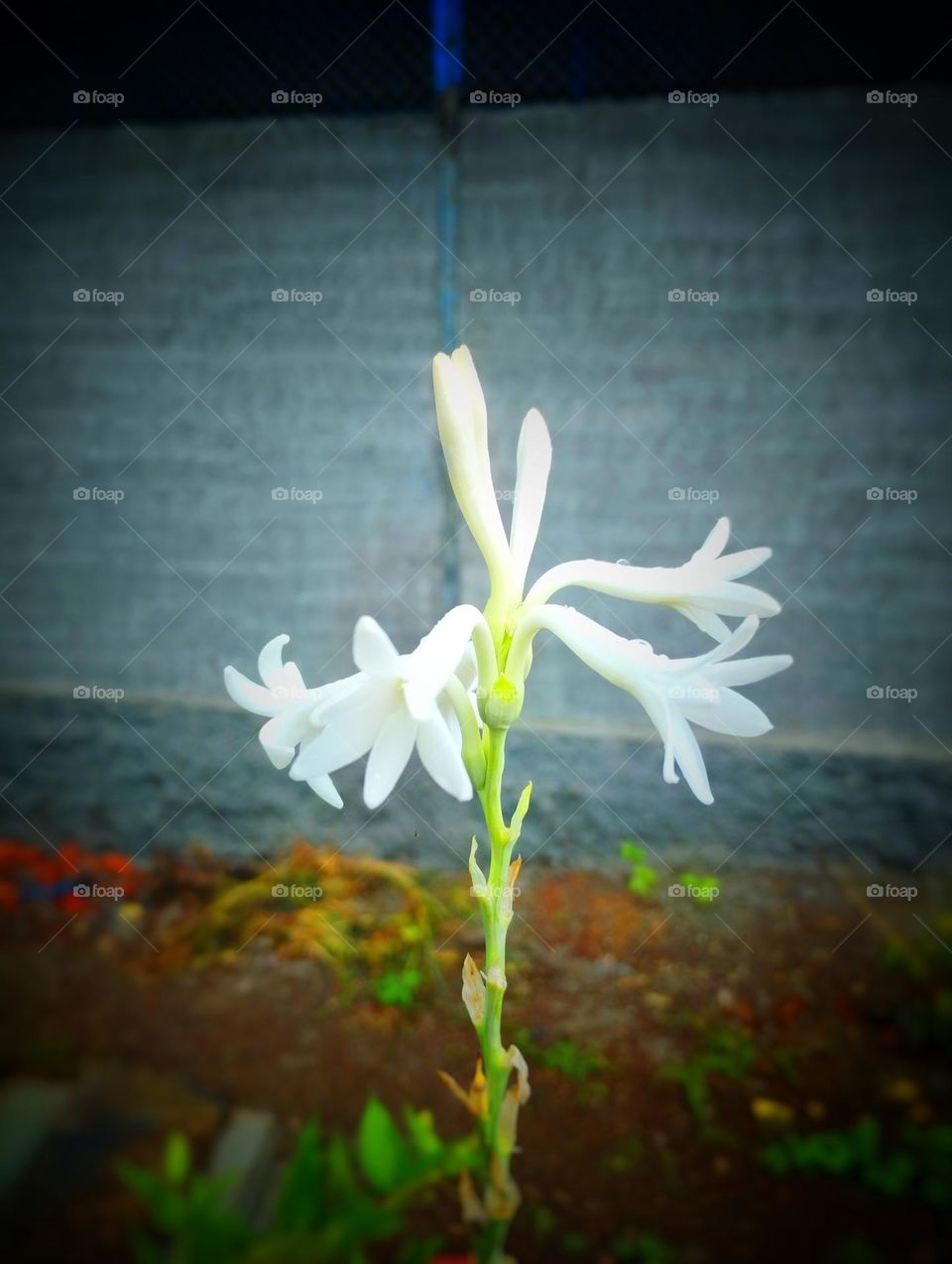 beautiful flower 😍