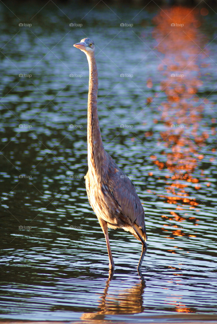 Blue heron