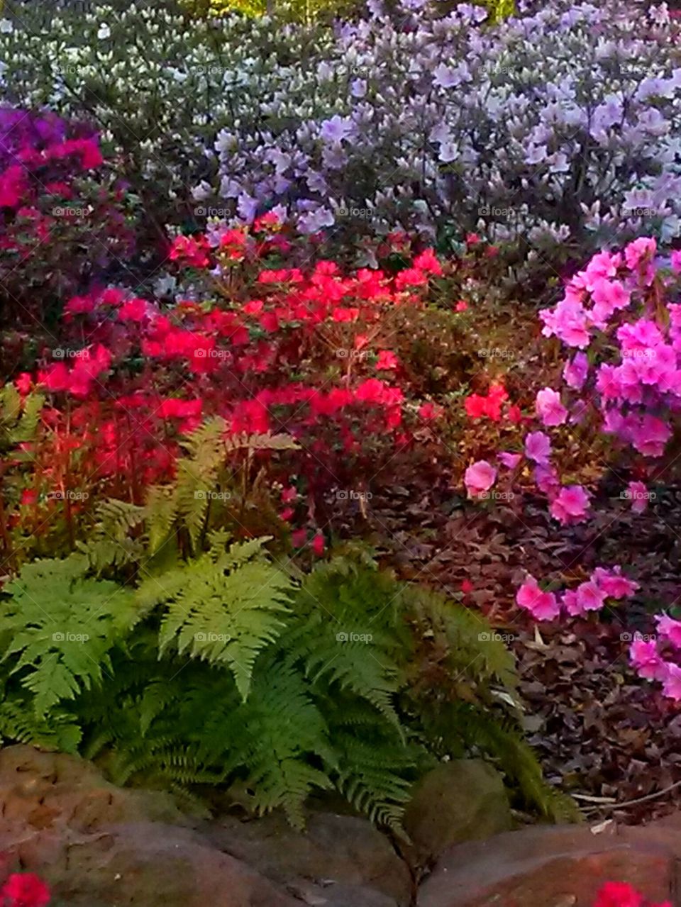 fern with azaleas 