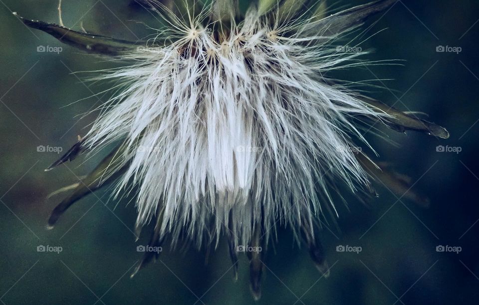 A arman's chrysanthemum plant in seed