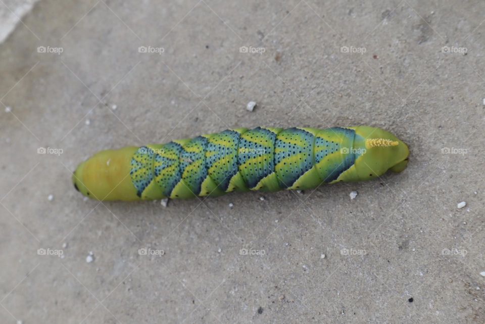 Green and beautiful caterpillar 