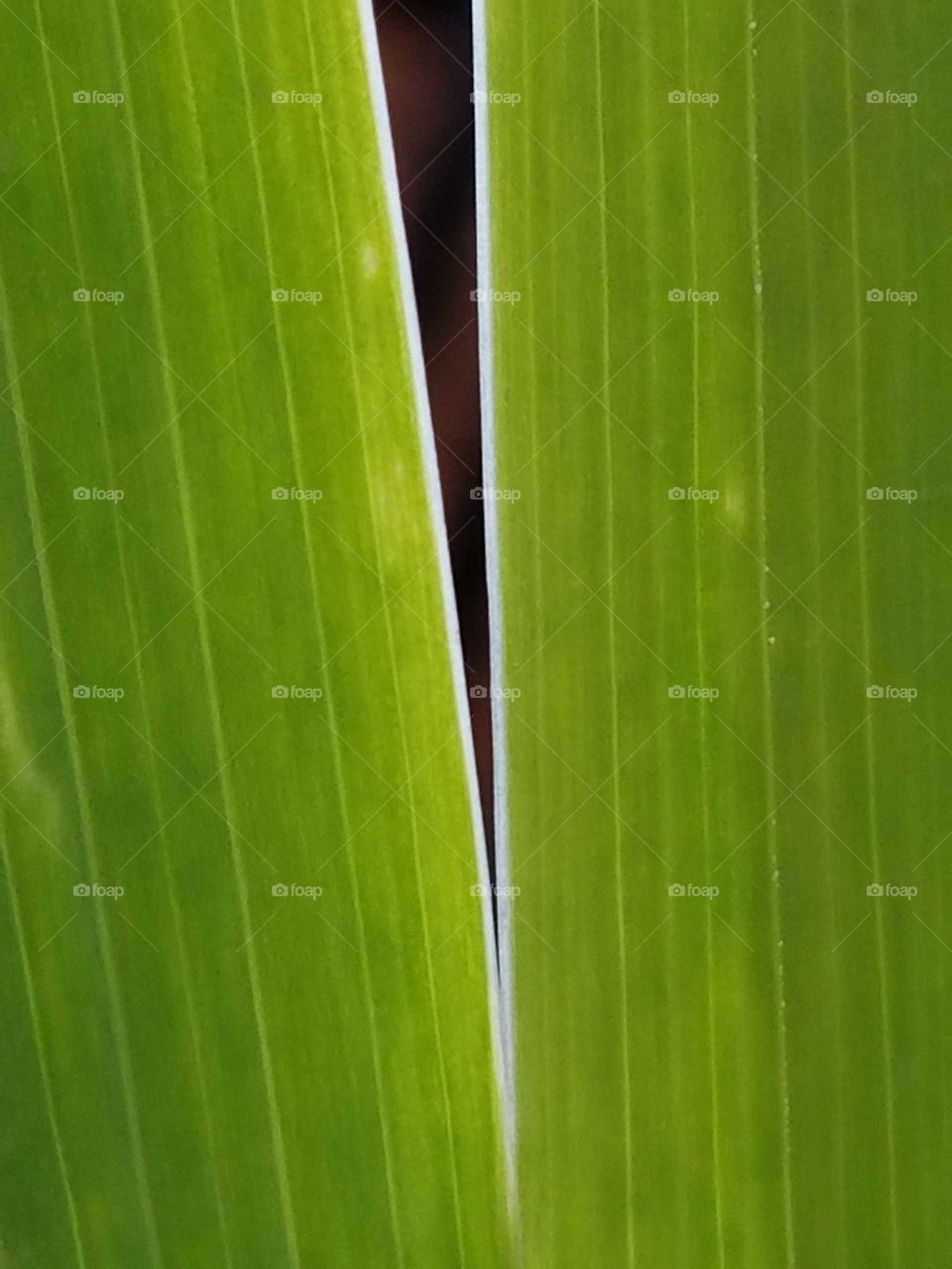 Leaf Close-up