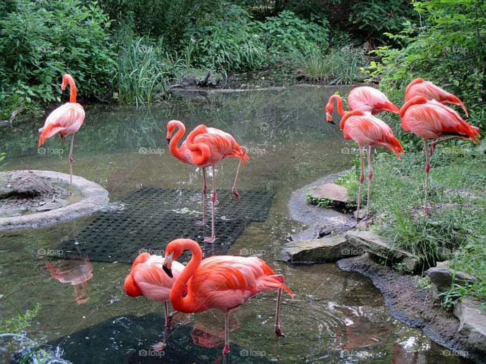 Closeup of flamingos bird in lake