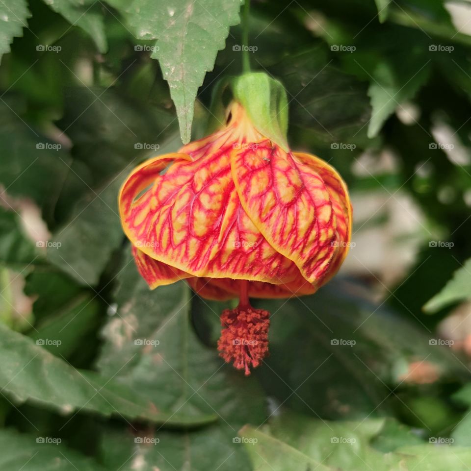 Abutilon striatum♥️