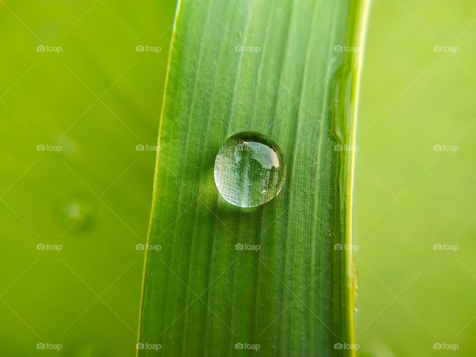 water drop on green leaf. Nature background. close up