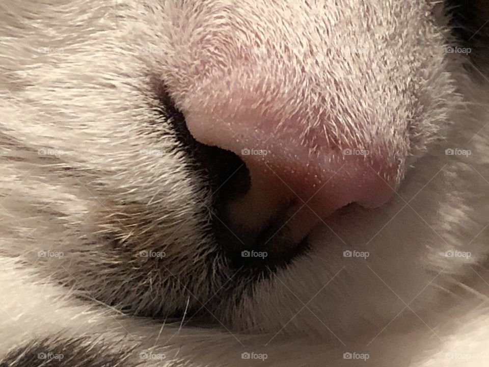 Cat nose 
