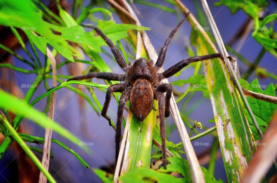 High angle view of spider on leaf