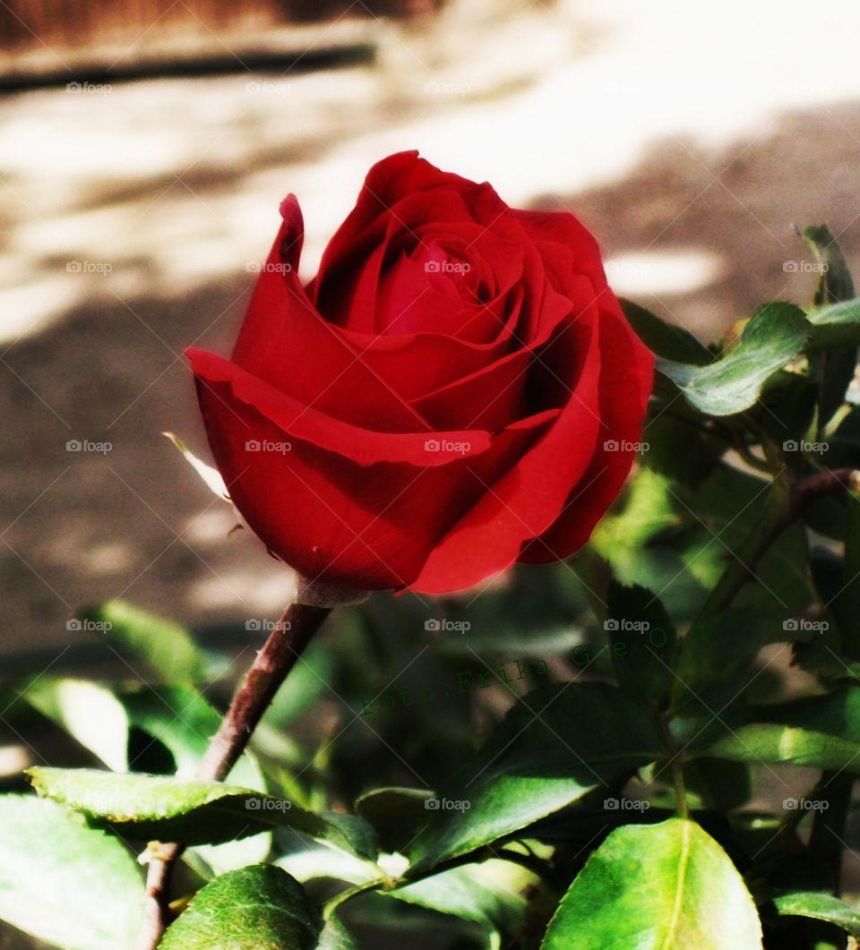 Red rose,garden,plant,blossom,floral, spring,summer,nature,plant,botany,spring,colorful,landscape,season,romance,love,season,petal,flower,reflection,decoration,love