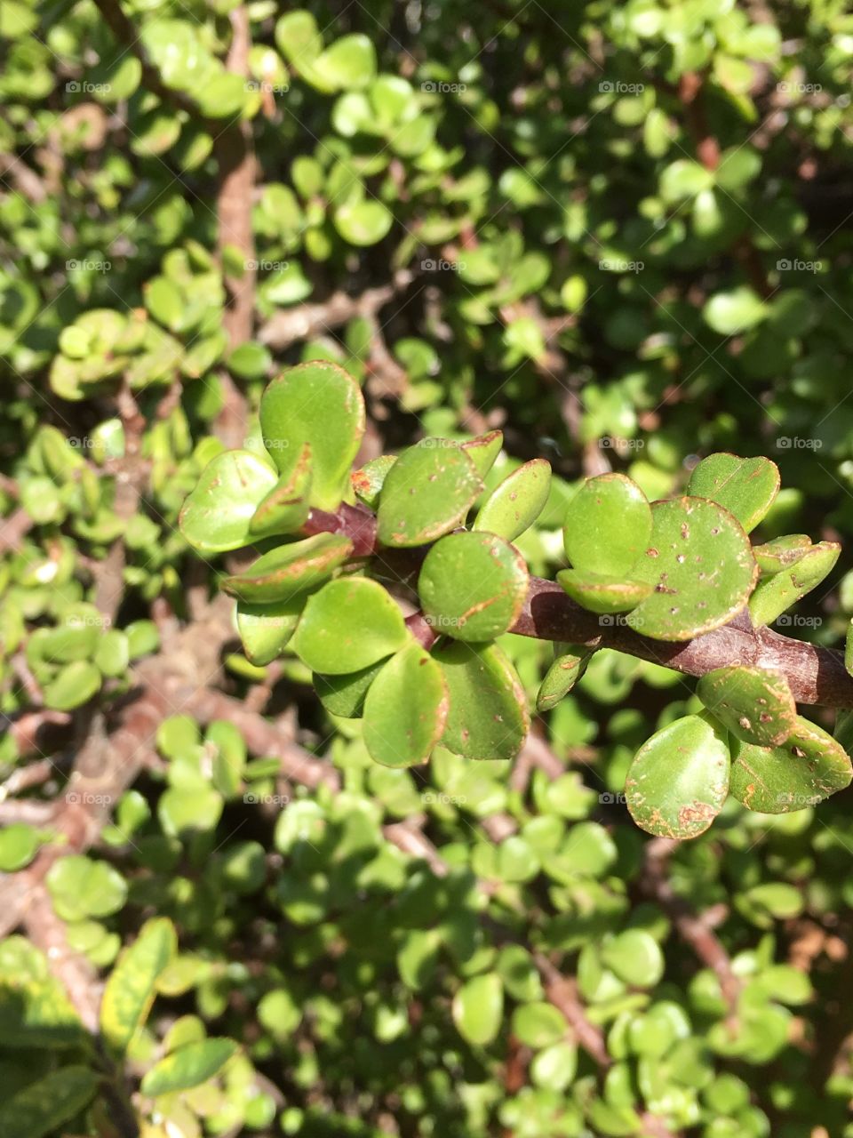 Jade Lucky Plant, succulent closeup leaves and branches 