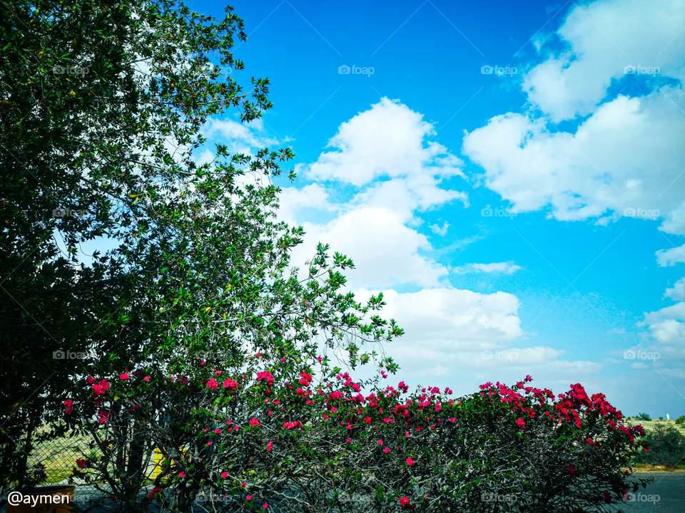 Blue Sky