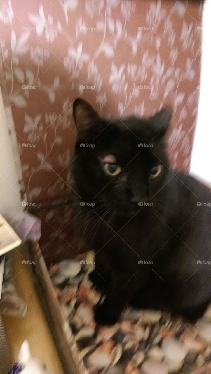 Cat, One, Portrait, Cute, Mammal