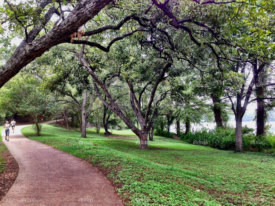 Greenery by the river in Austin
