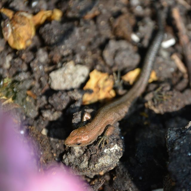 Close-up of snake on rock
