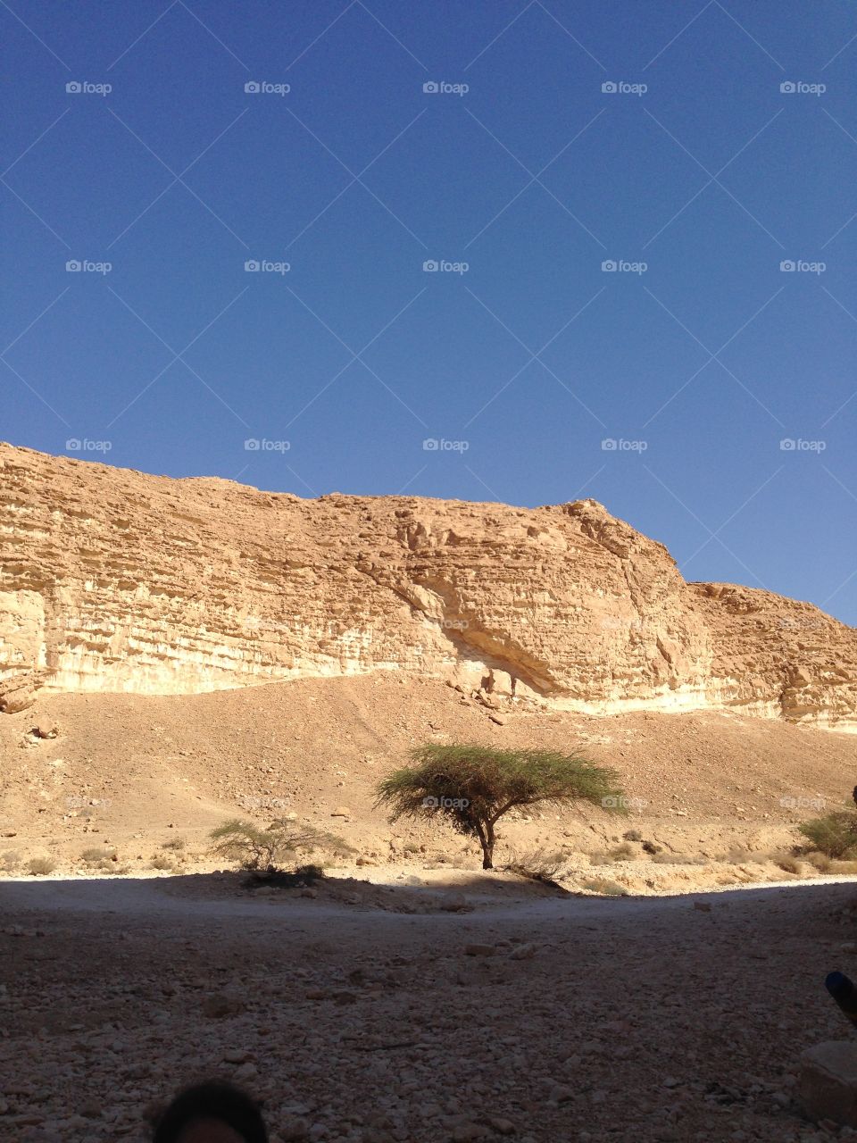 Single tree in the desert 