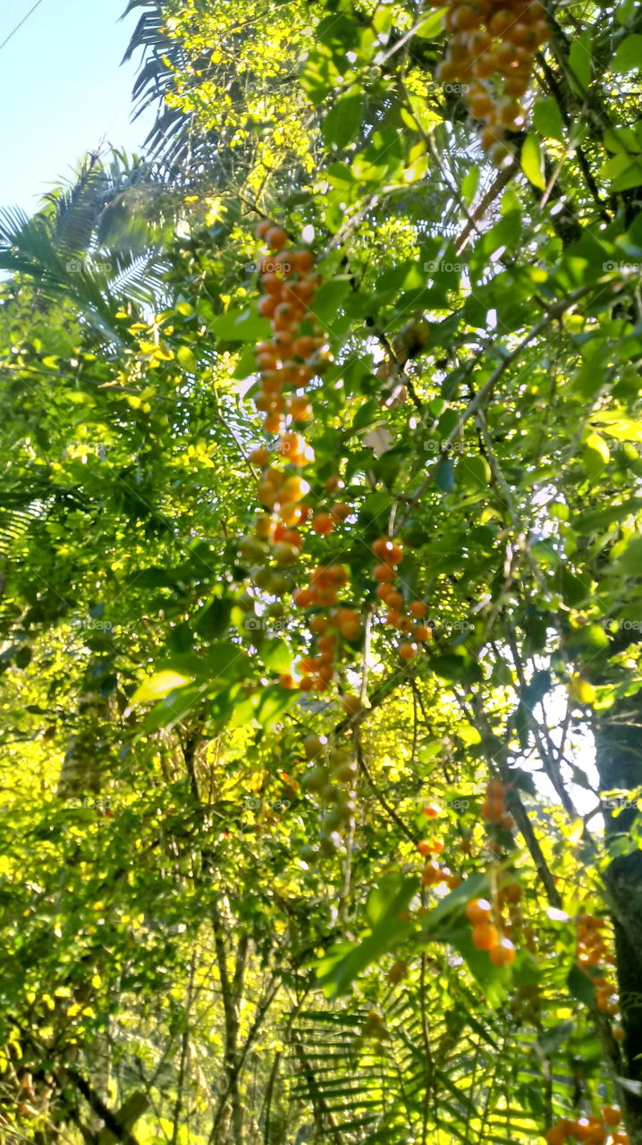 VEGETAÇÃO PINGO D'OURO