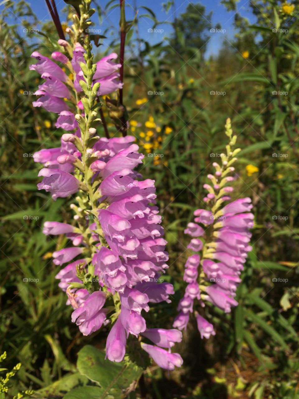 Obedient Plant