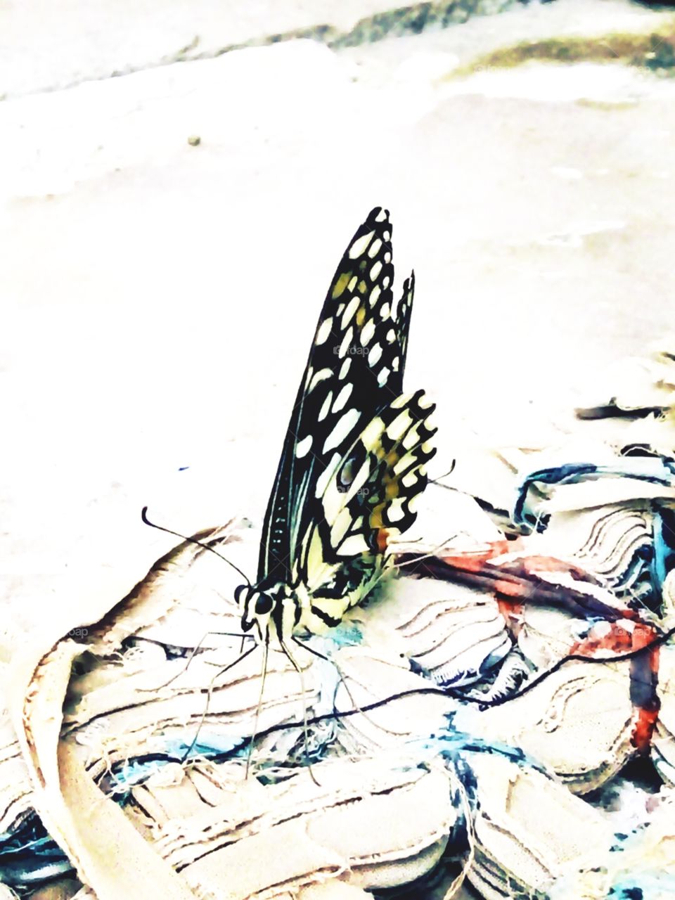 butterfly,good butterfly,A great photo, a photo for everyone,a memorable photo,a no. photo,a photo to cherisha beautiful photo,a great photo for the best people, an evergreen photo,a photo to remember for years,the best result of great photography