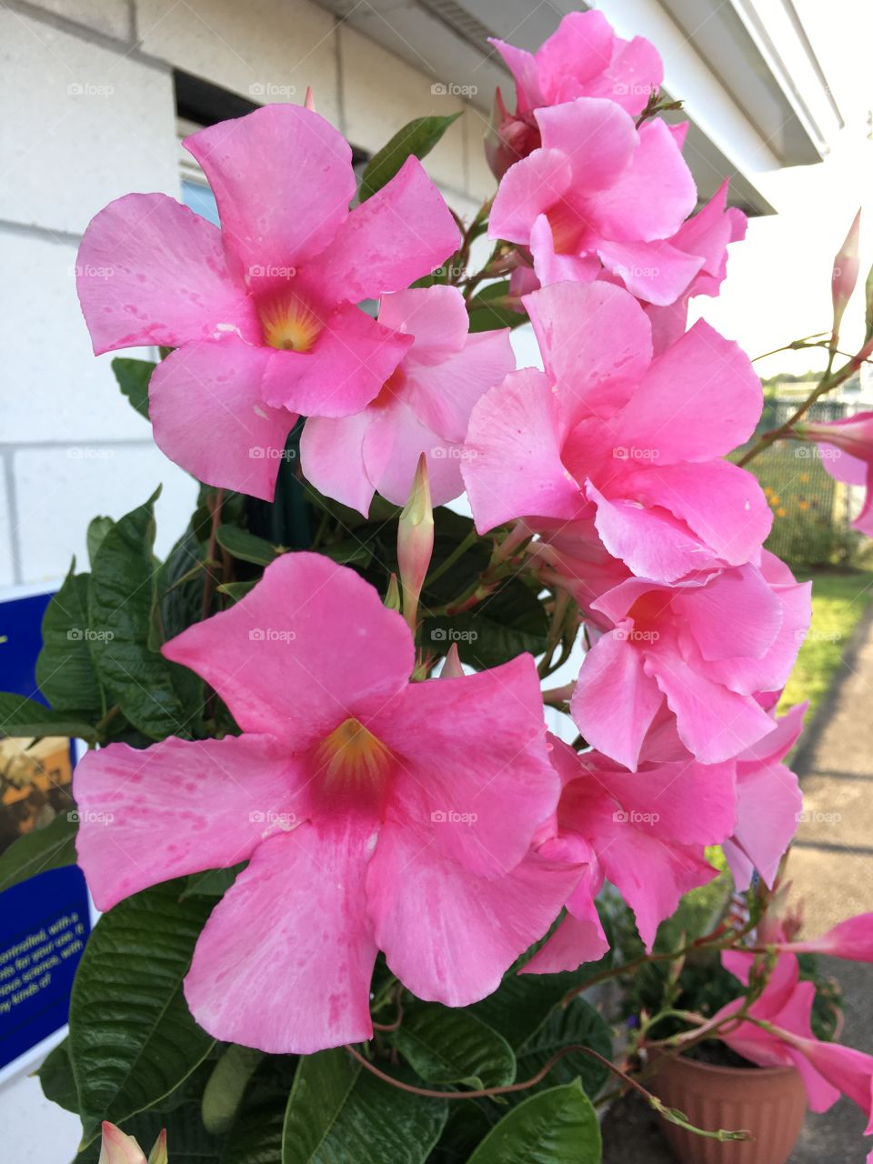 Pink clematis