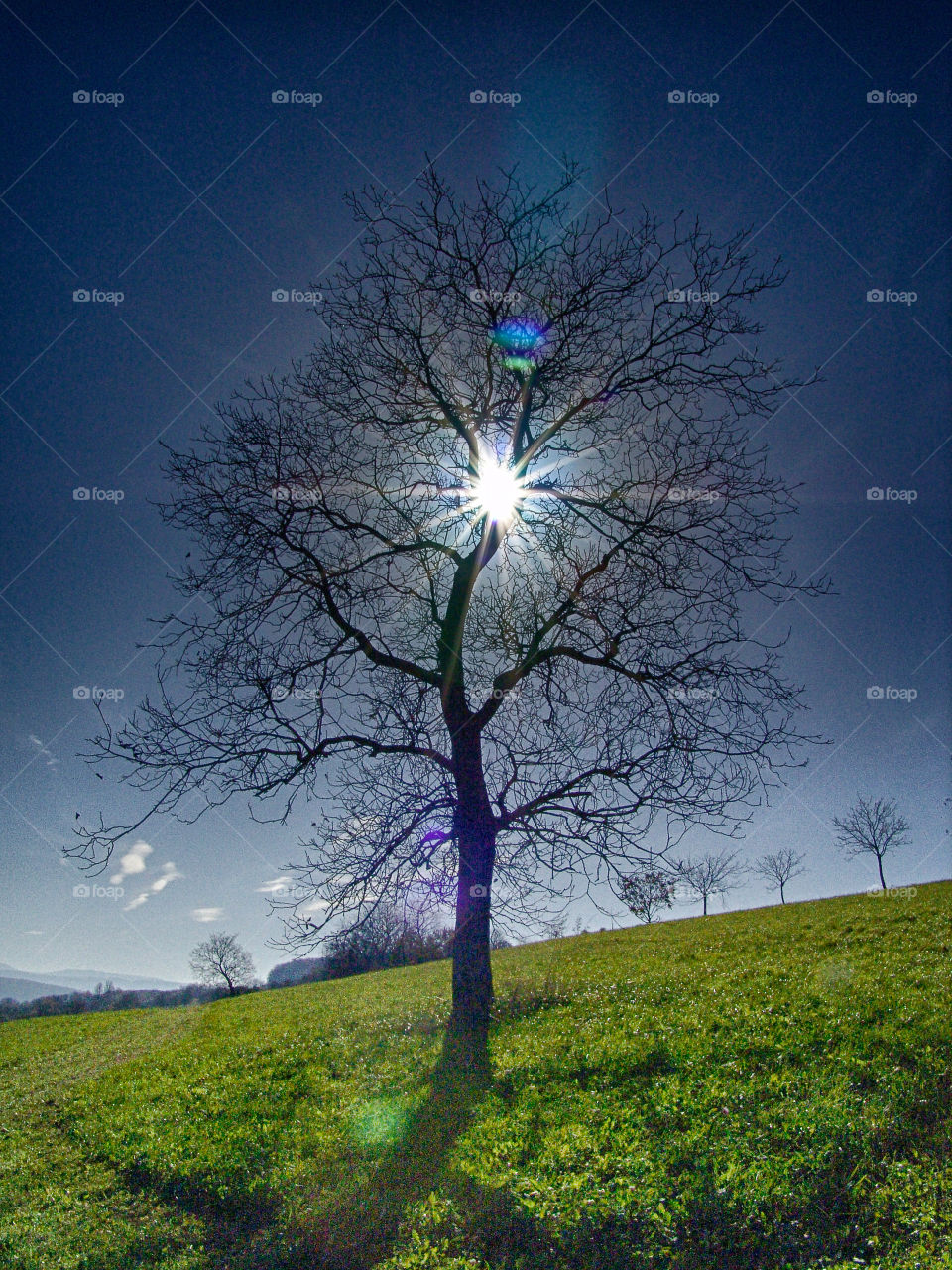 sun shines trough  a tree top